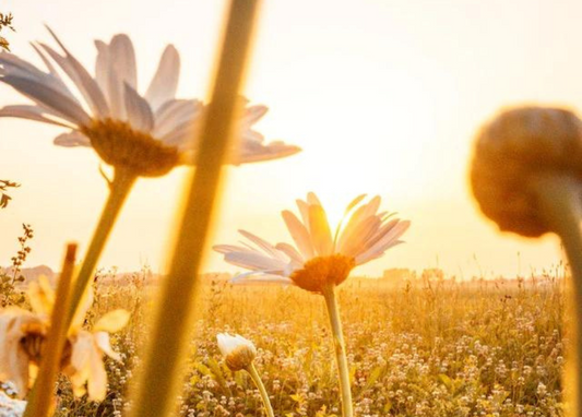 4 Rituals for Summer Solstice Using Plant Magic