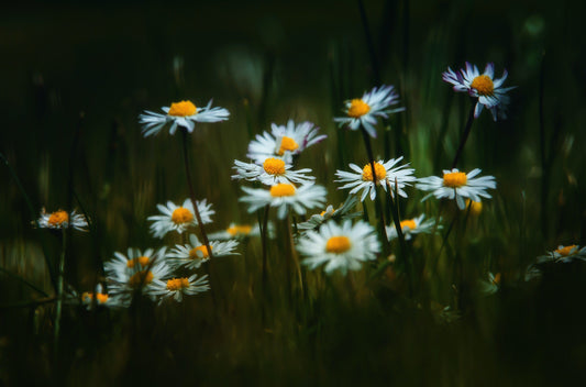 Field of Chamomile Flowers