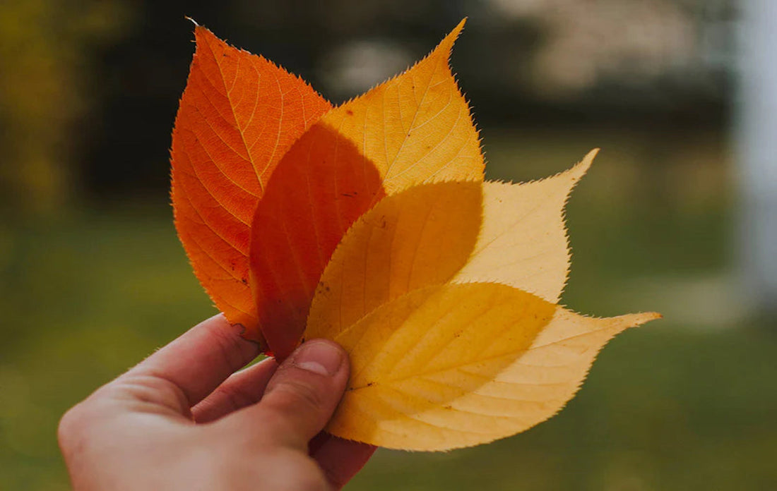 Woman holding leaf branch