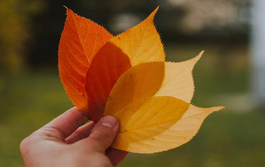 Woman holding leaf branch