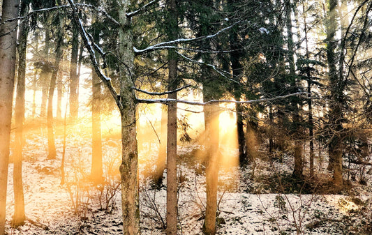 Sun shining through snow-covered trees