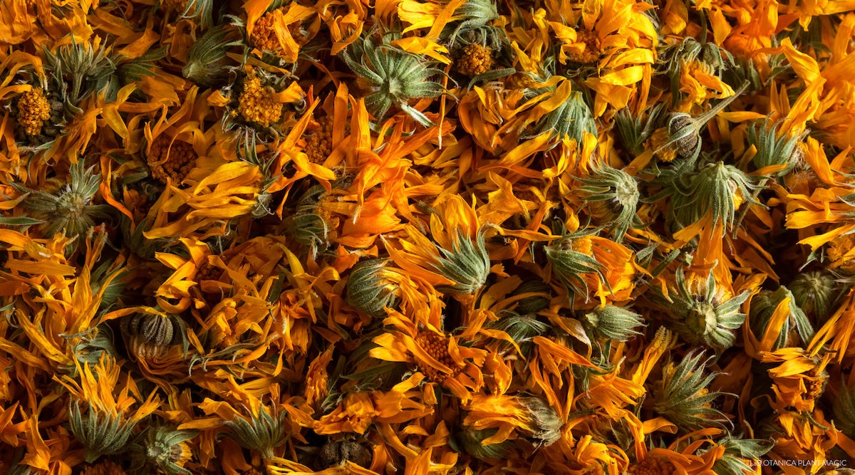 Calendula Flowers